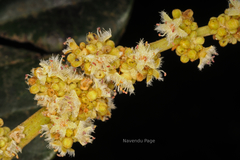 Holigarna grahamii